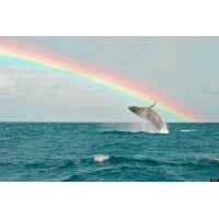 Sunshine & Rainbows Logo