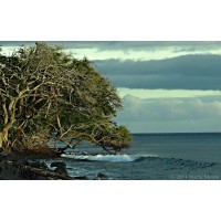 Pure Pacific TV Logo