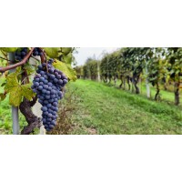 AuburnJames Winery Logo