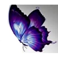 The Purple Butterfly LLP Logo