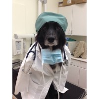 Islington Village Animal Hospital Logo