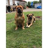 HaBla Boerboels Logo
