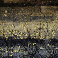 Lily Glover Photography Logo