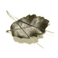 Association Forêt Méditerranéenne Logo