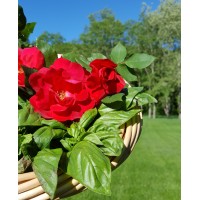 Basil and Roses Logo