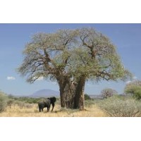 Tembo Mbuyu adventure Logo