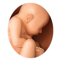 Gaumard Scientific Logo