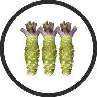 Dutch Wasabi Logo