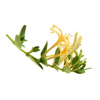 Honeysuckle Cottage Logo