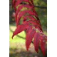 Paula Bowley Architects Inc. Logo