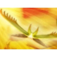 Condor Solutions Logo