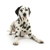 Opal-Onyx Dalmatians Logo