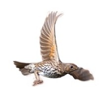 Song Thrush Logo