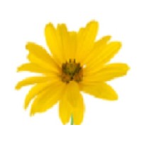 Flourish Therapy Logo