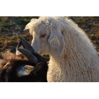 Rowantree Farm Logo