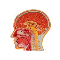 Customized tools for patient education Logo