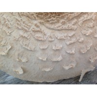 Societas Mycologica Fennica Logo