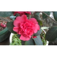 Aceall(International)Group Co., Ltd Logo