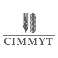 International Maize and Wheat Improvement Center (CIMMYT) Logo