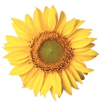 Homewatch CareGivers of Morris Logo