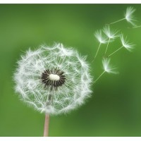 Windstorm Consulting Logo
