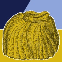 The Quinnipiac Barnacle Logo