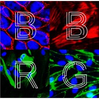 Biological Barriers Research Group Logo