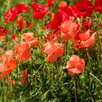 Fotografie Betty Cambier Logo