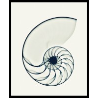 Nautilus Digital Analytics Logo