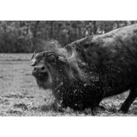 Buffalo Farm Twente Logo