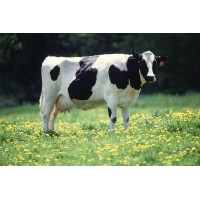 Parkash Dairy Karnal (Haryana) Logo