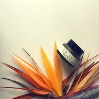 So Good Botanicals Logo