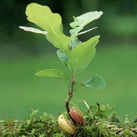 The Possibility Logo