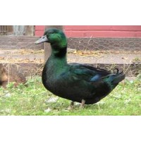 DISTRIBUTOR CV BEBEK PUTRA INDONESIA Logo