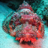 Coral Triangle Society Logo