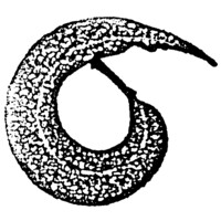Fiona Robbé Landscape Architects Logo