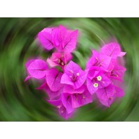 Nuvantage Insurance Logo