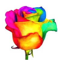 ROSE Market Research Logo