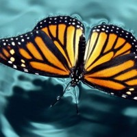 Emerge Foundation Logo