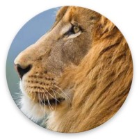 Simhavalokana - The Lions Gaze Logo