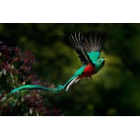 AVA Group Indonesia Logo