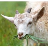 Happy Goat Essentials Logo
