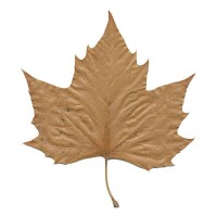 Brown Leaf Ventures Logo