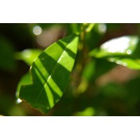 Cancerinformation.com.hk Logo