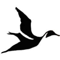 Pintailer Logo