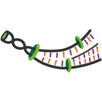 Bioengineering Clarion Logo