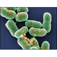 Food Safety, Microbiology and Hygiene Logo
