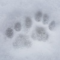 Frosty Paws Design HB Logo