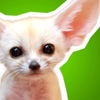 ZooBorns Logo