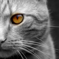 the lang cat Logo